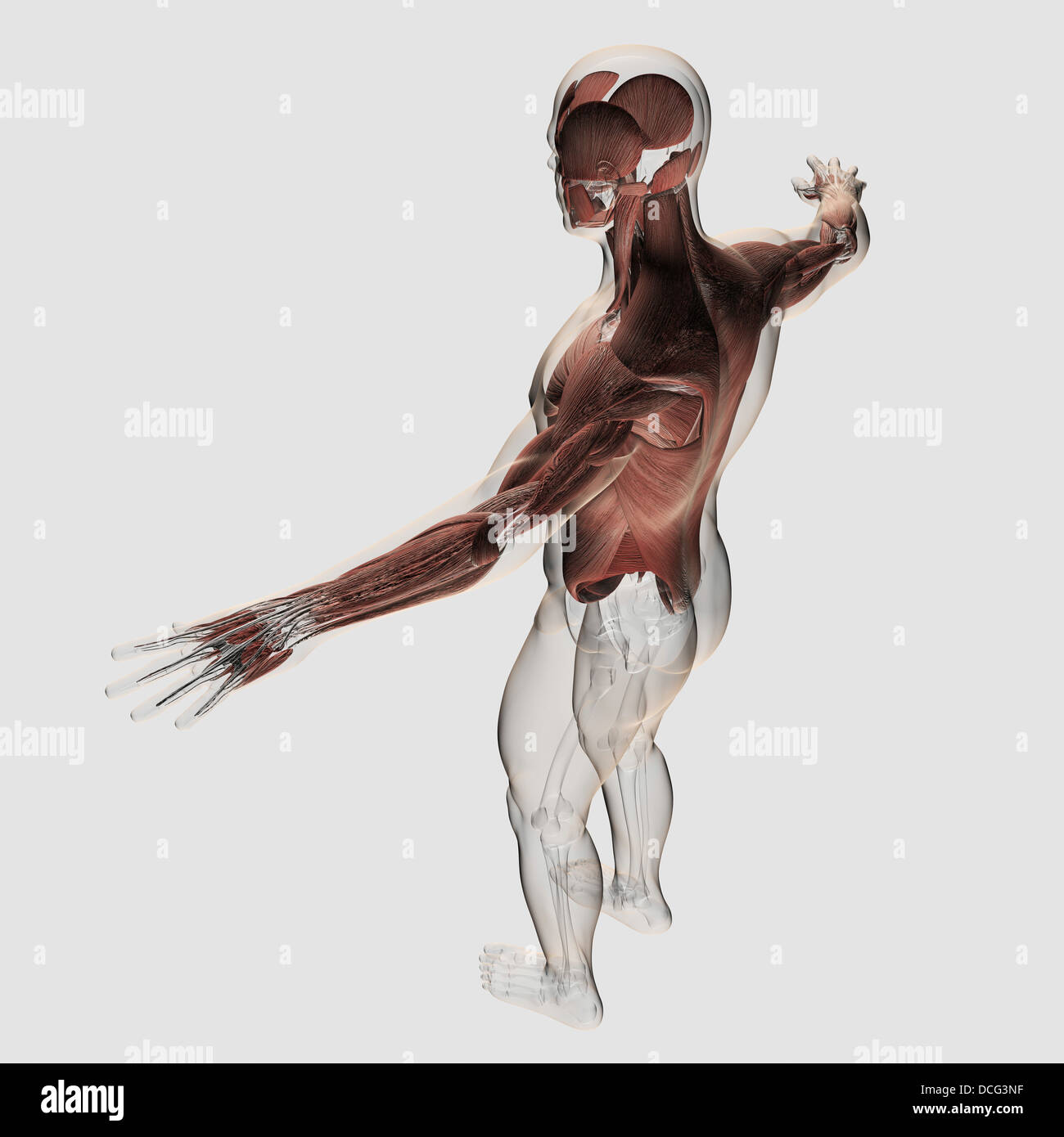Anatomia di muscoli maschio nel corpo superiore, vista posteriore. Foto Stock
