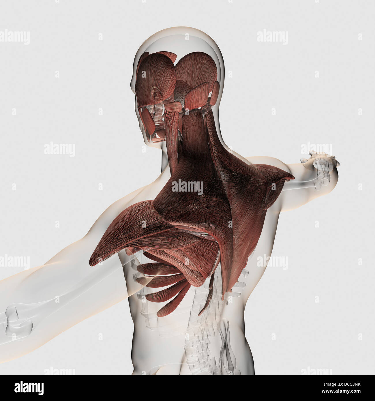 Anatomia di muscoli maschio nel corpo superiore, vista posteriore. Foto Stock