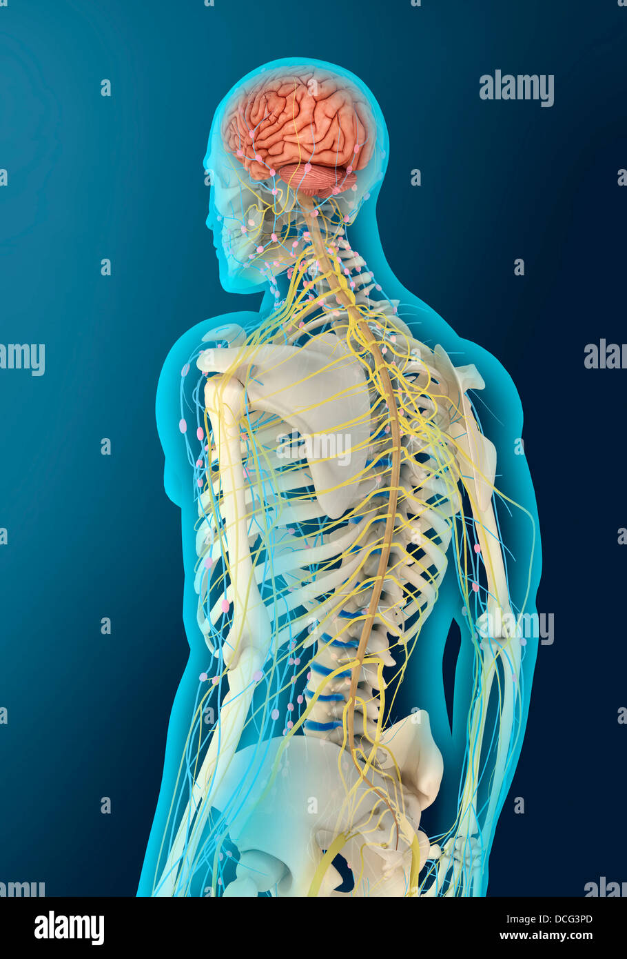 Illustrazione medica del cervello umano e stelo cerebrale, vista prospettica. Foto Stock