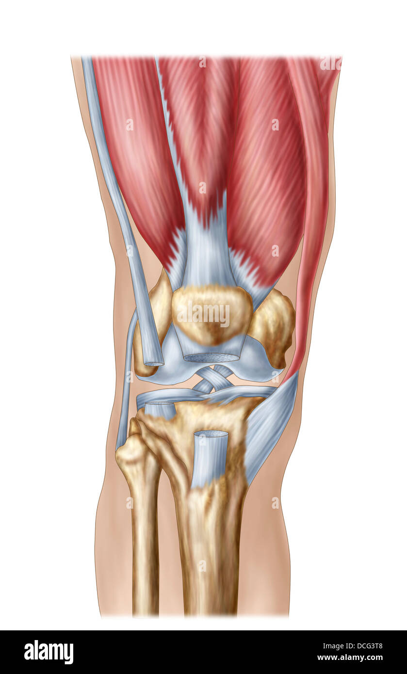 Anatomia dell'articolazione del ginocchio umano. Foto Stock