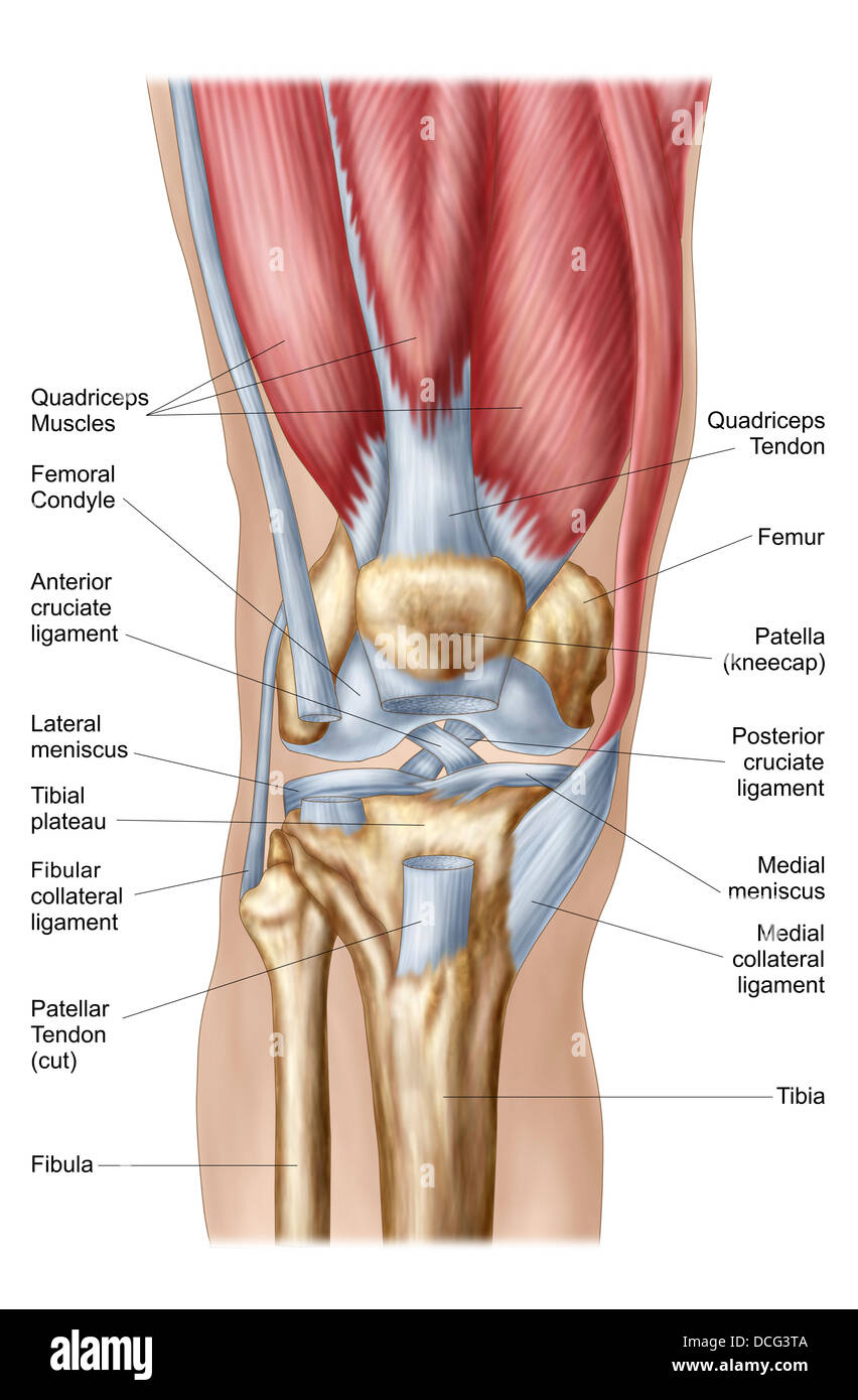 Anatomia dell'articolazione del ginocchio umano. Foto Stock