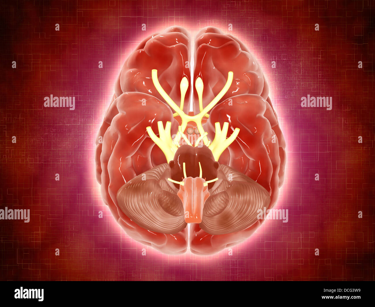 Immagine concettuale di nervi cranici nel cervello umano. Foto Stock