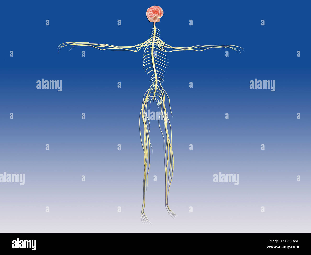 Il sistema nervoso centrale con il cervello umano. Foto Stock
