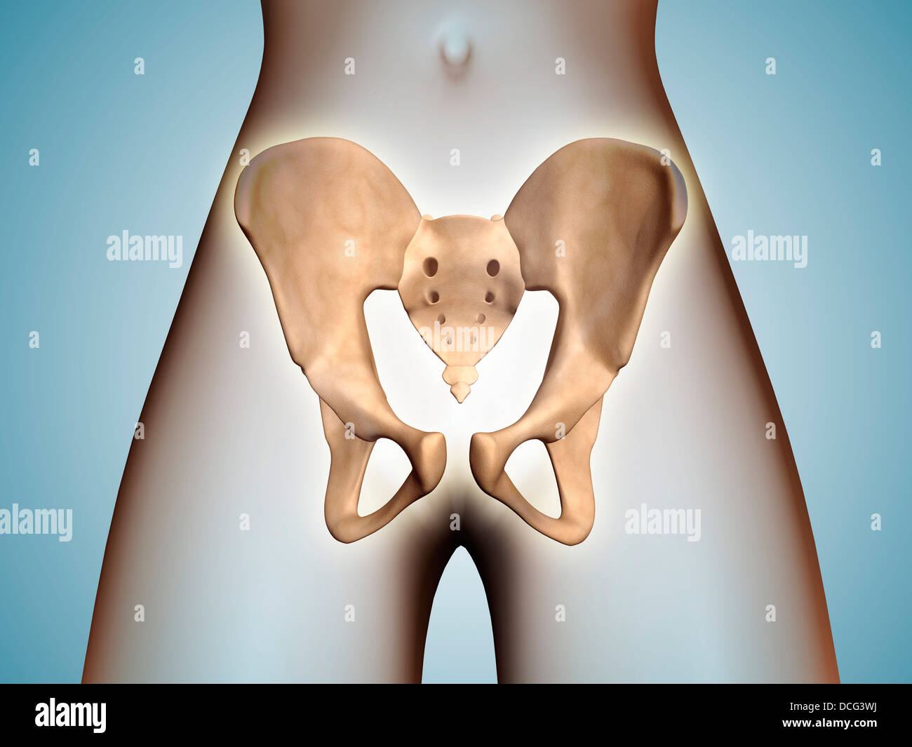 Anatomia di osso pelvico sul corpo femminile. Foto Stock