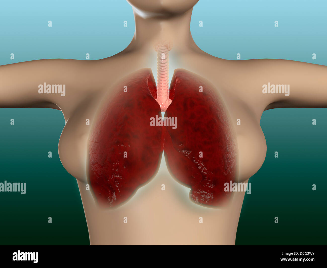 Immagine concettuale del corpo femmina con polmoni. Foto Stock