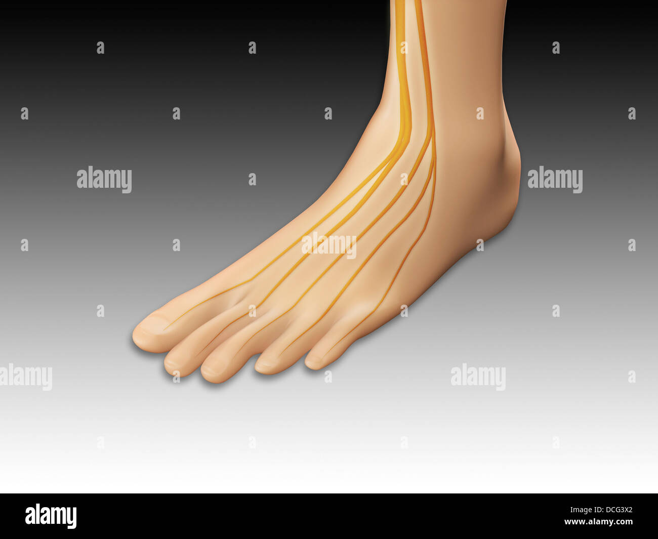Immagine concettuale del piede umano con il sistema nervoso. Foto Stock