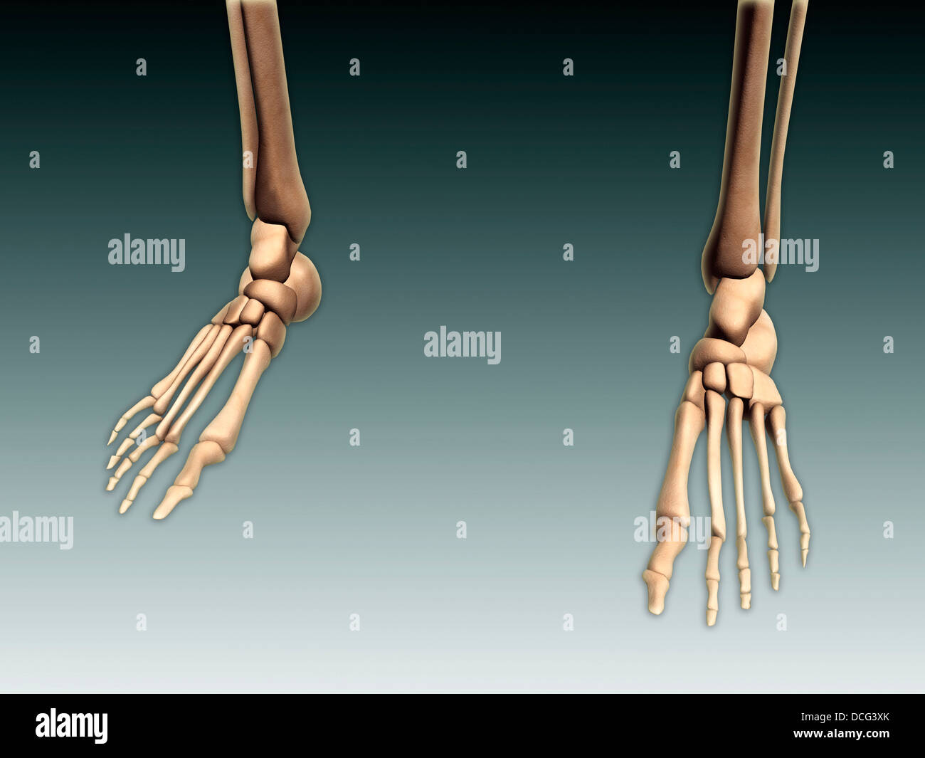 Immagine concettuale di ossa umane nelle gambe e piedi. Foto Stock