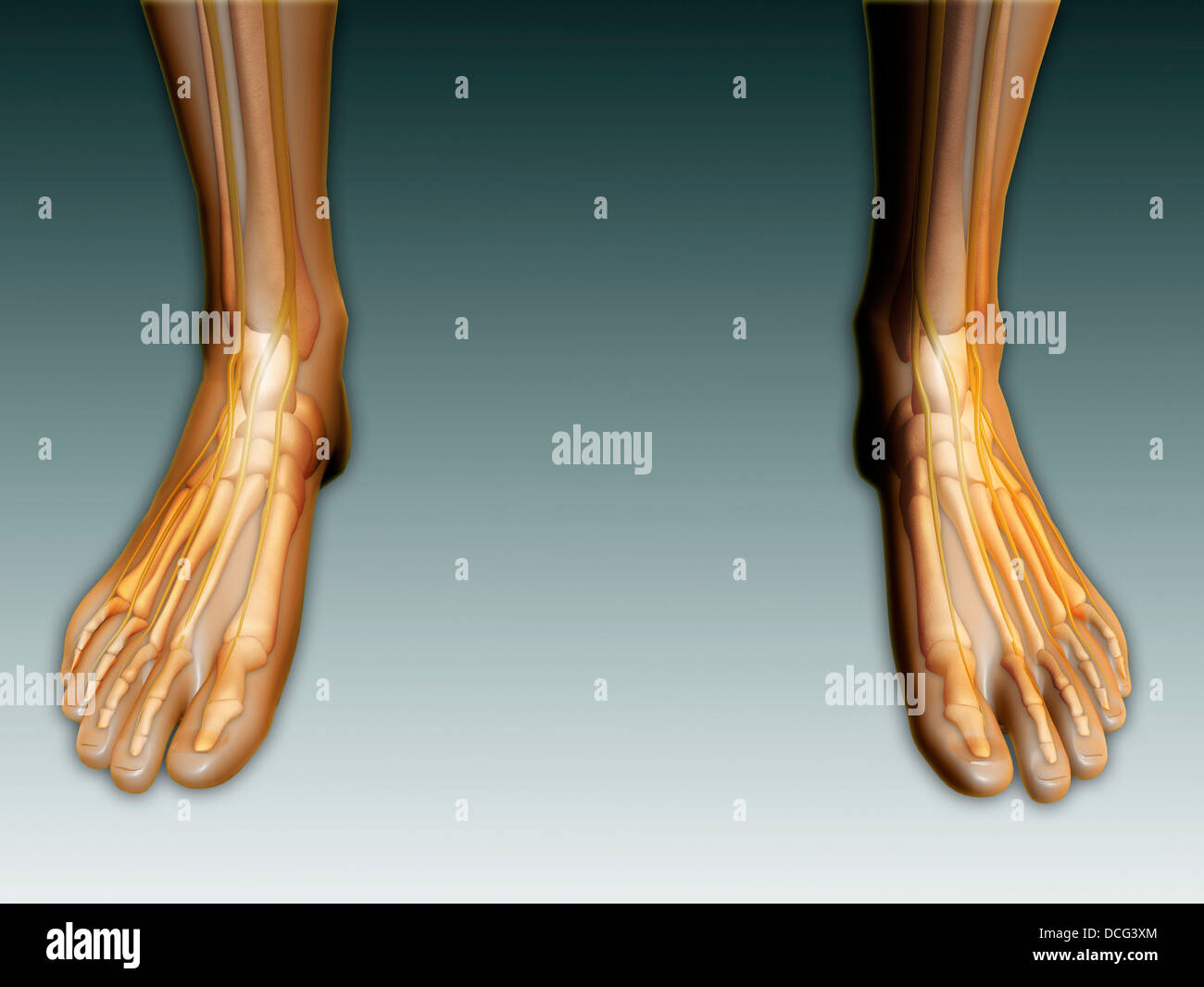 Immagine concettuale umana di gambe e piedi con il sistema nervoso. Foto Stock