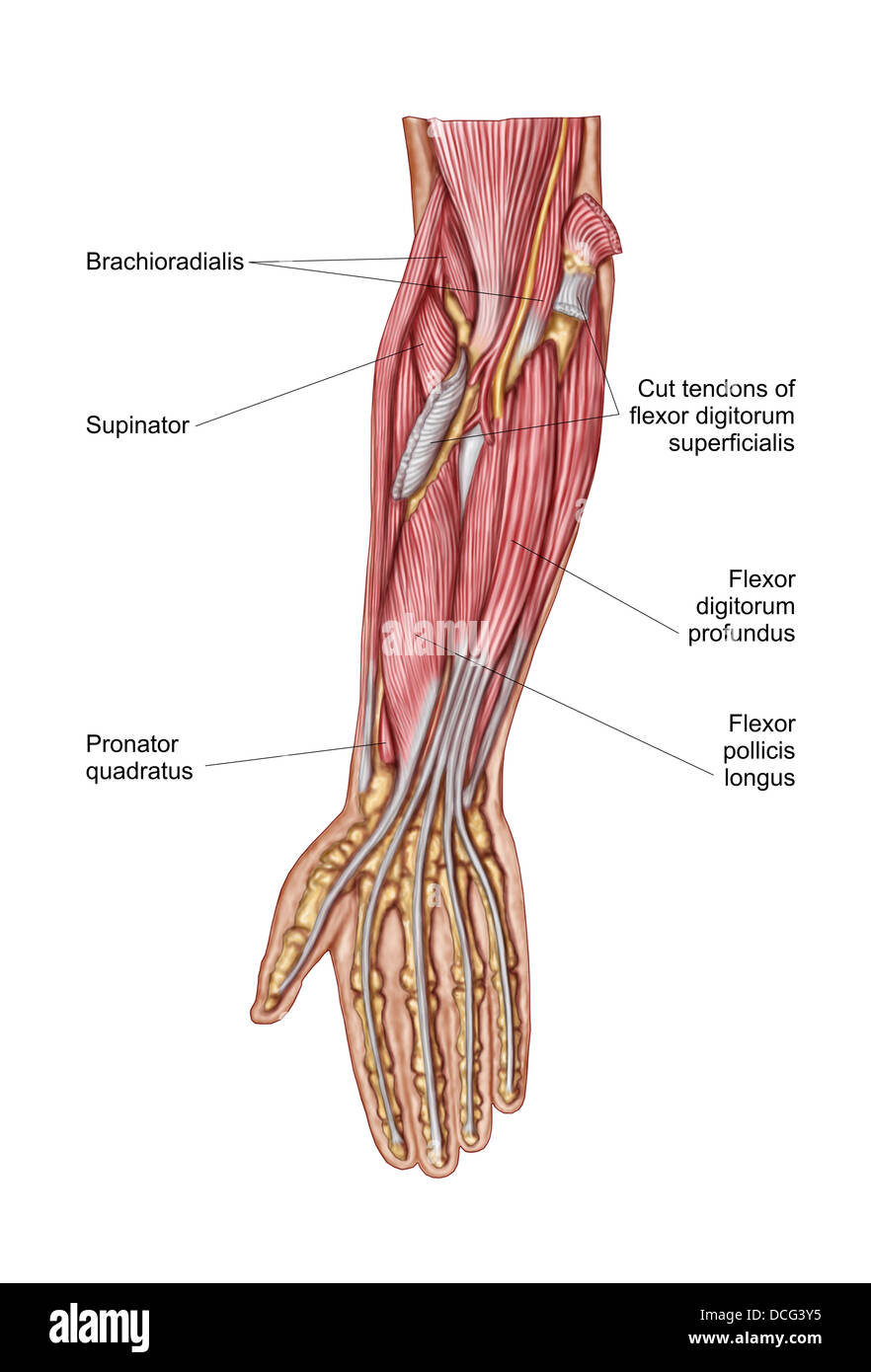Anatomia di avambraccio umano i muscoli, deep vista anteriore. Foto Stock