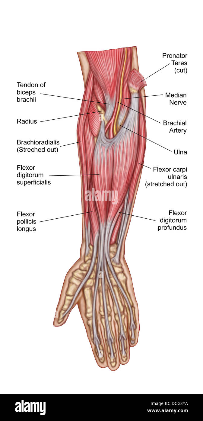 Anatomia di avambraccio muscoli, vista anteriore, medio. Foto Stock