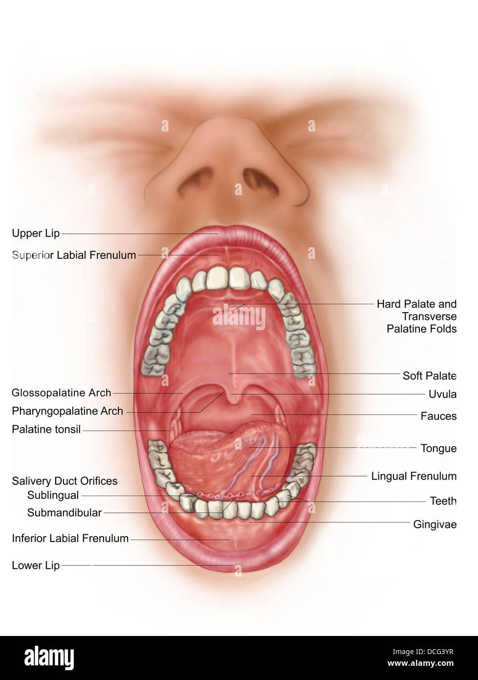 Anatomia della bocca umana cavità. Foto Stock