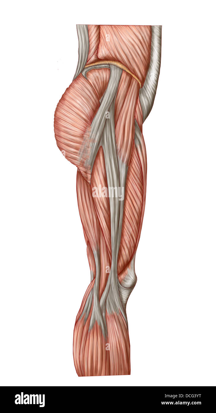 Anatomia di umana i muscoli della coscia, vista anteriore. Foto Stock