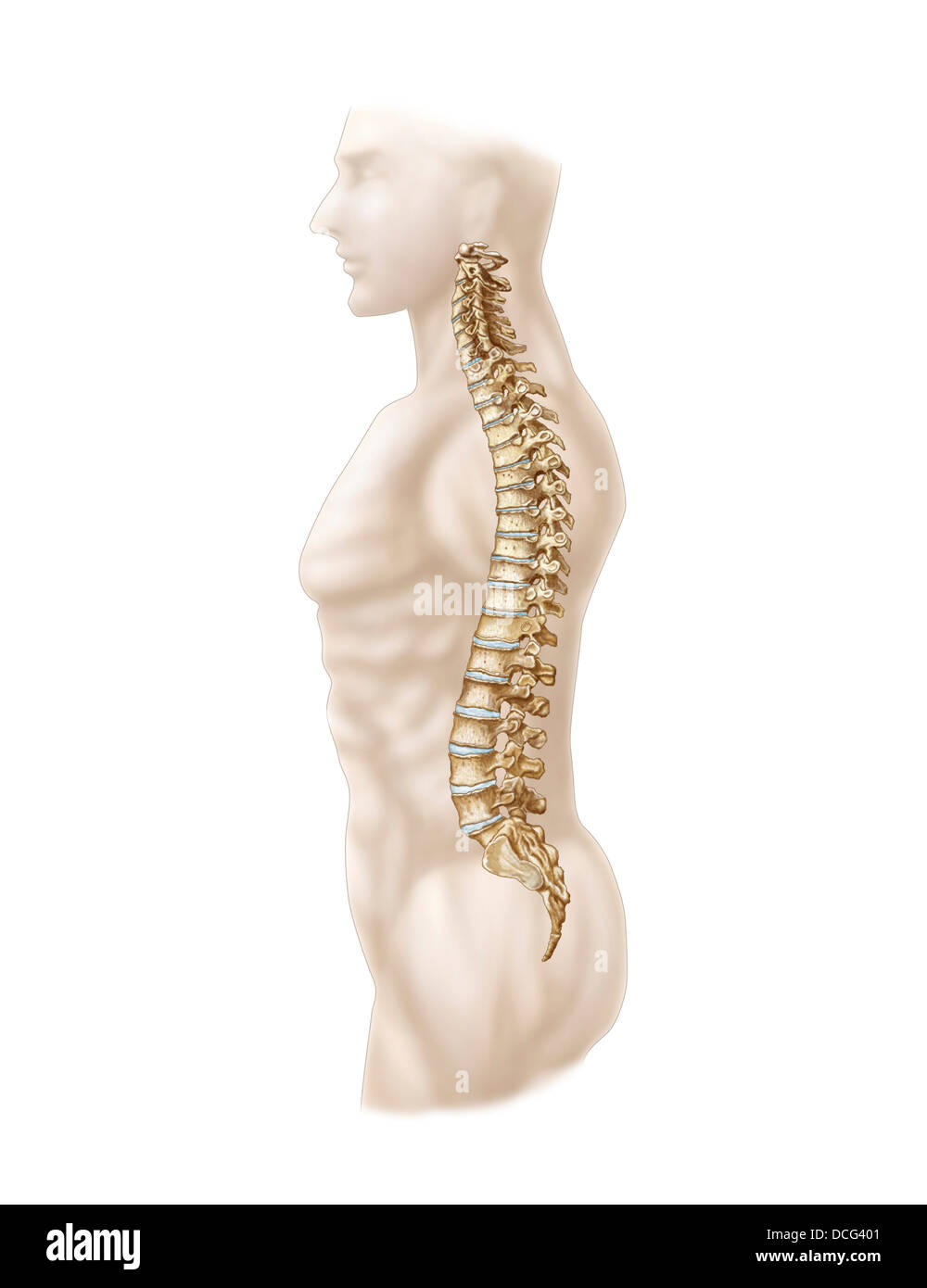 Anatomia umana di colonna vertebrale, a sinistra vista laterale. Foto Stock