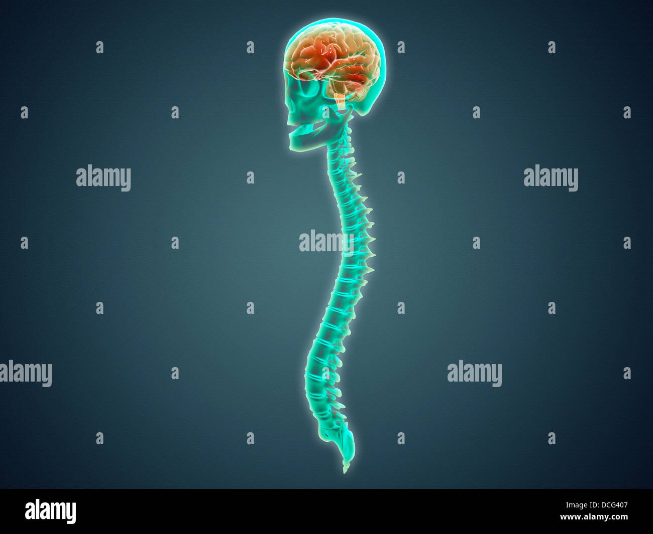 Immagine concettuale del cervello umano, del cranio e del midollo spinale. Foto Stock