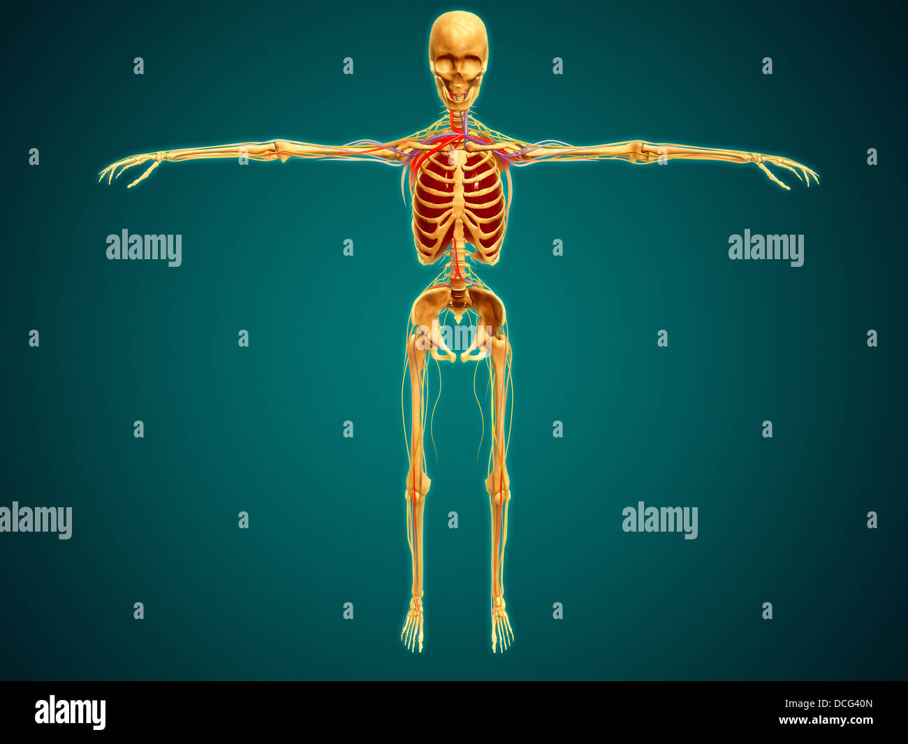 Vista anteriore dello scheletro umano con il sistema nervoso, arterie e vene. Foto Stock