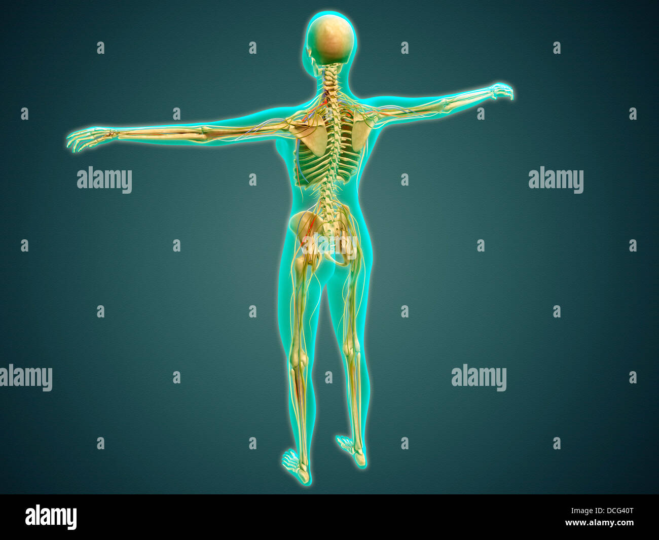 Illustrazione medica del corpo umano che mostra il sistema scheletrico, arterie, vene, e il sistema nervoso. Foto Stock