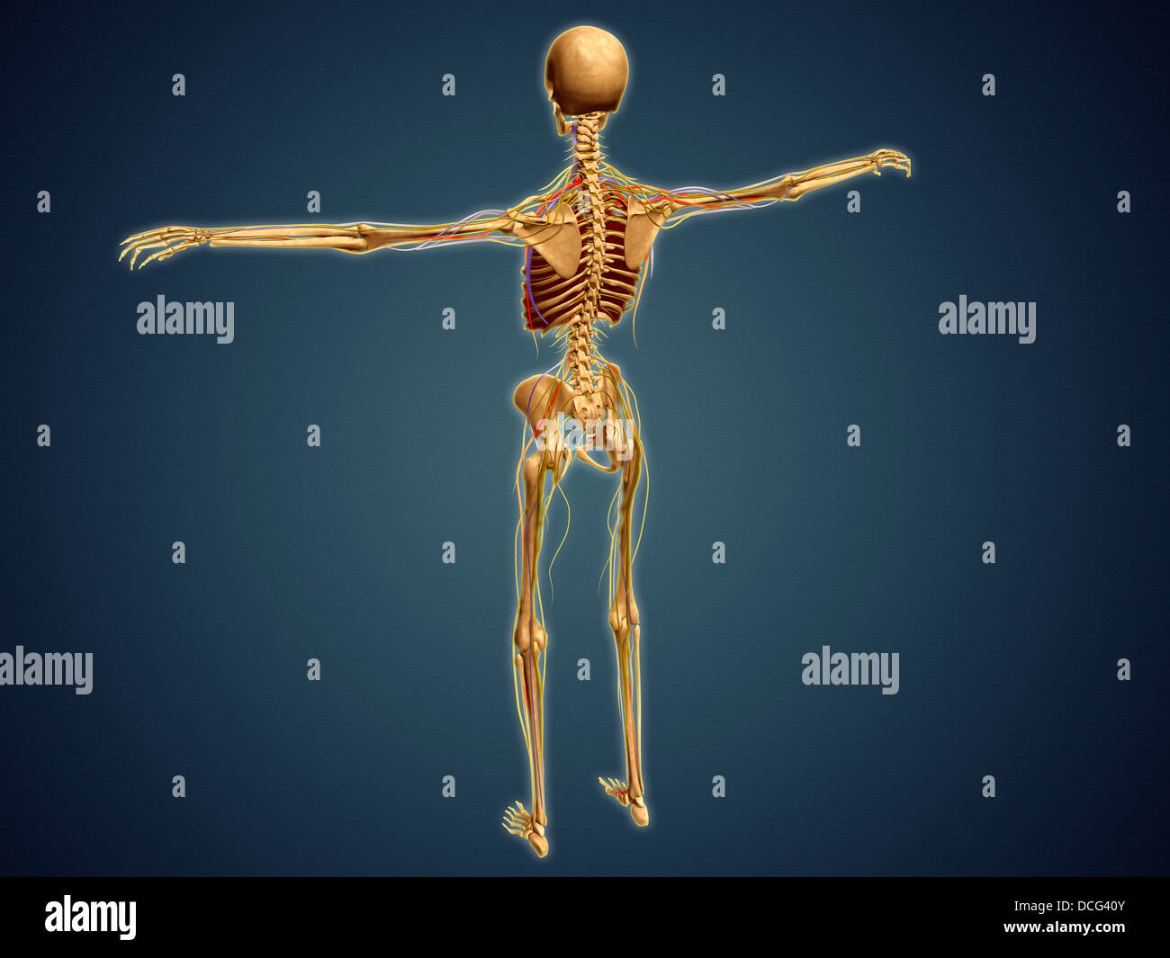 Vista posteriore dello scheletro umano con il sistema nervoso, arterie e vene. Foto Stock