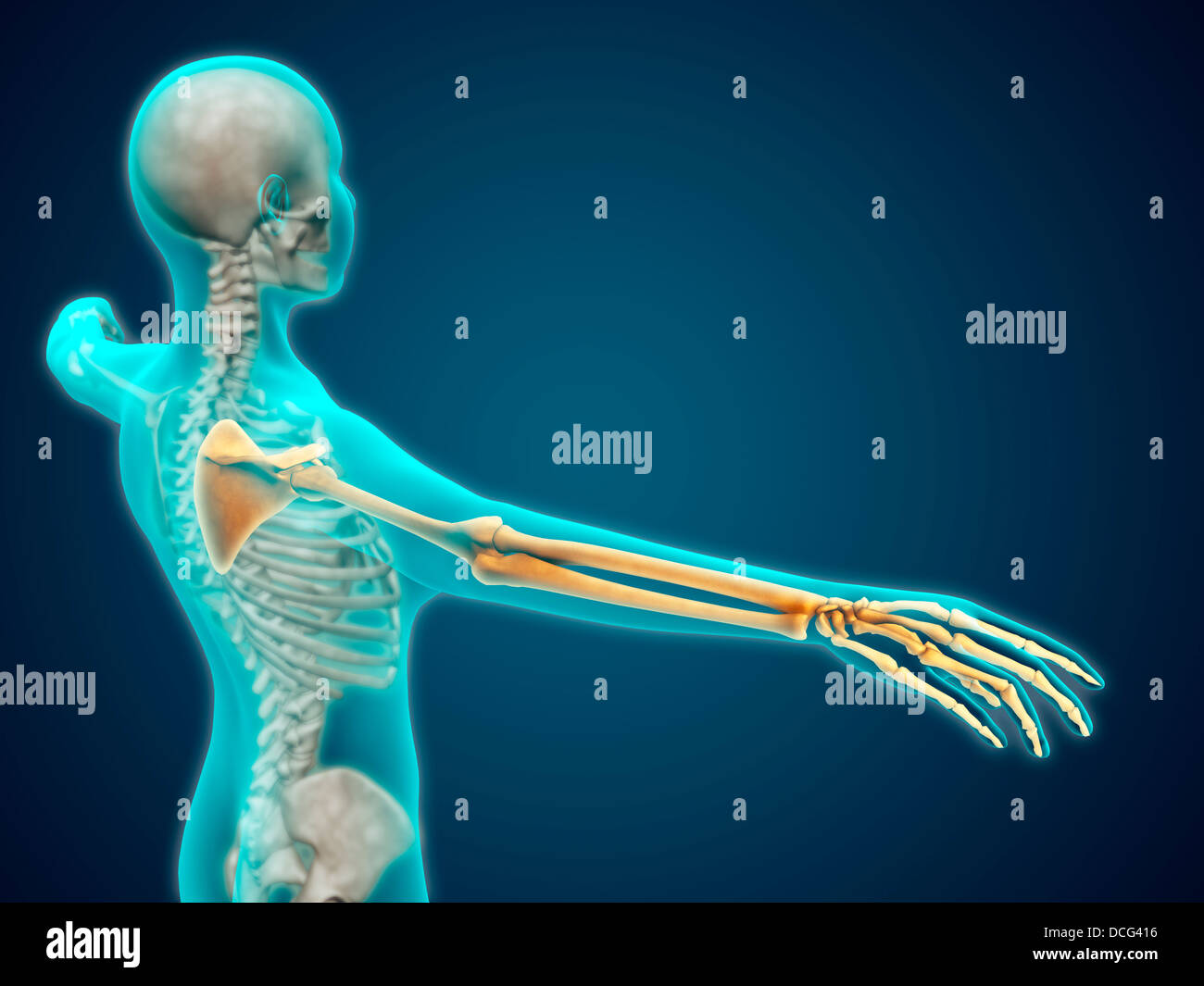 Vista a raggi X del corpo umano che mostra le ossa dello scheletro del braccio e della mano. Foto Stock