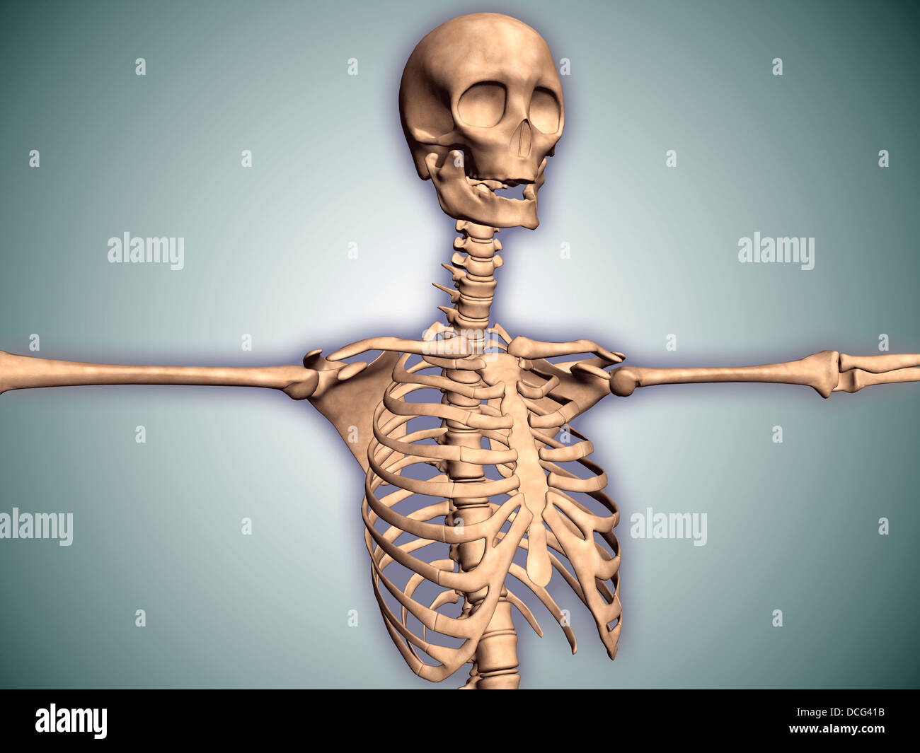Immagine concettuale umana di una gabbia toracica e midollo spinale con il cranio. Foto Stock