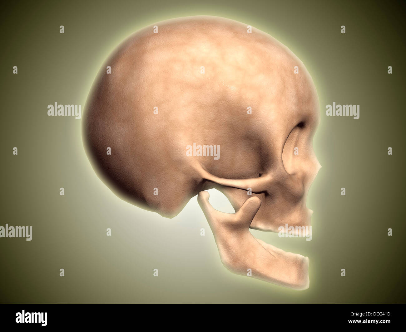 Immagine concettuale del teschio umano, vista laterale. Foto Stock