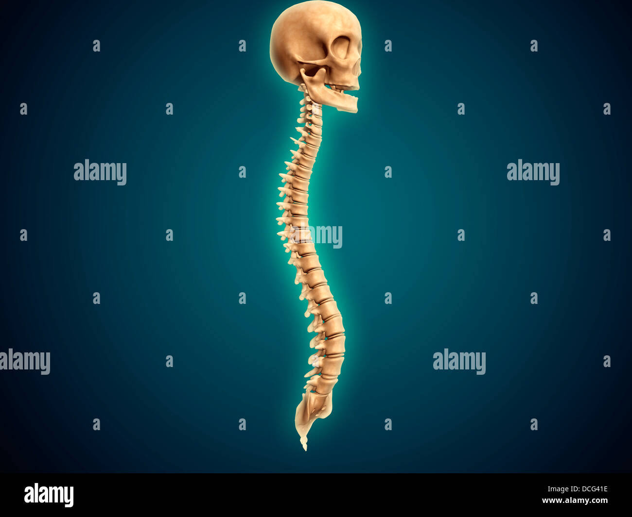Immagine concettuale del cranio umano e del midollo spinale. Foto Stock