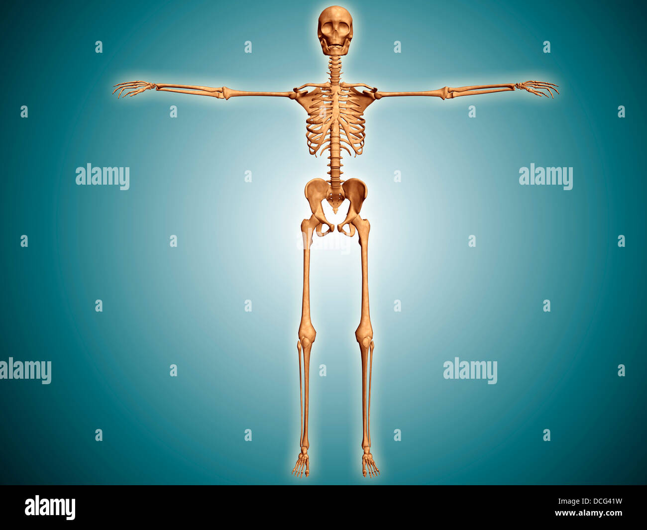 Vista frontale della umana sistema scheletrico. Foto Stock