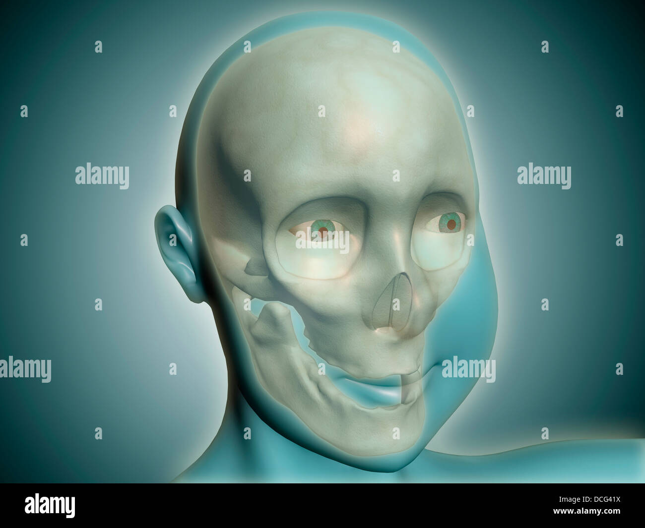 Vista ravvicinata di cranio umano con raggi x del corpo. Foto Stock