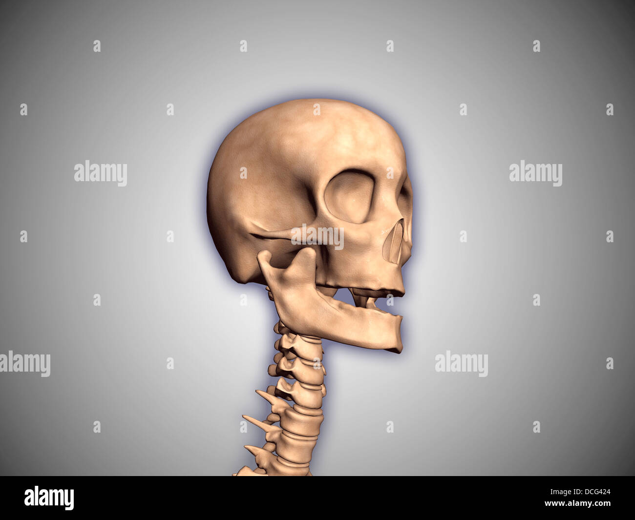 Immagine concettuale del cranio umano e del midollo spinale. Foto Stock