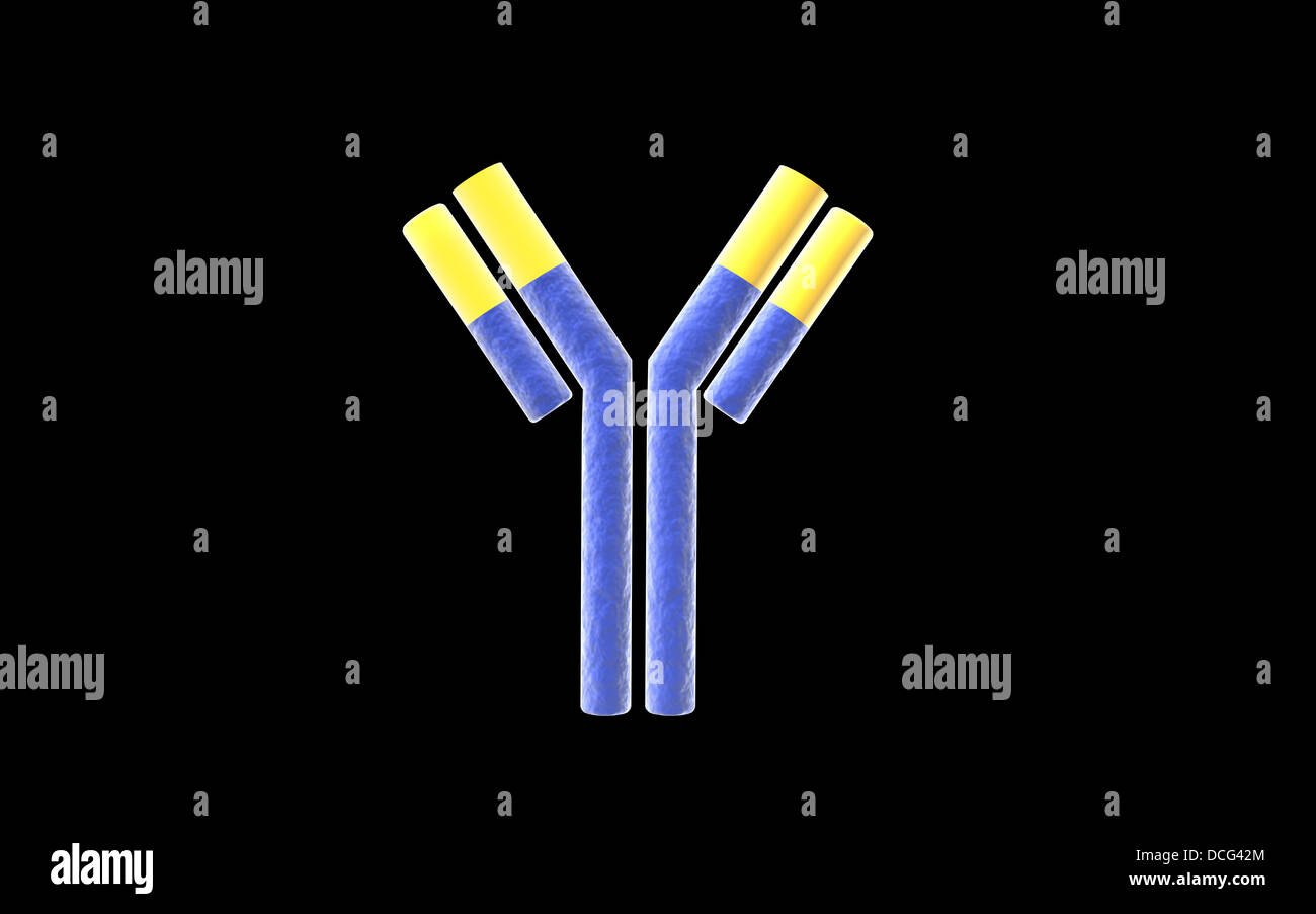 Immagine concettuale di un anticorpo. Foto Stock