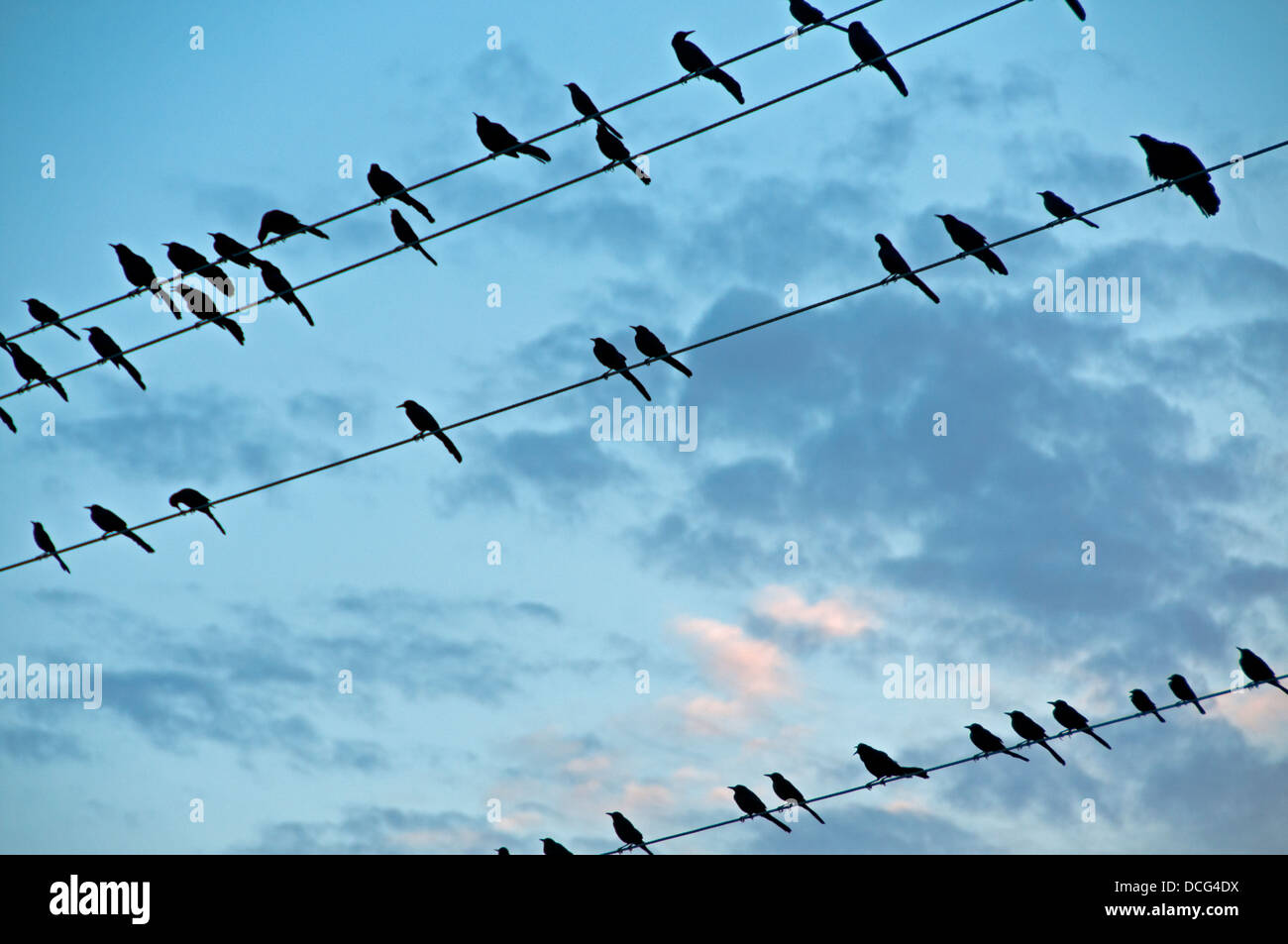 Rosso-ala merli su linee telefoniche in McAllen, Texas Foto Stock