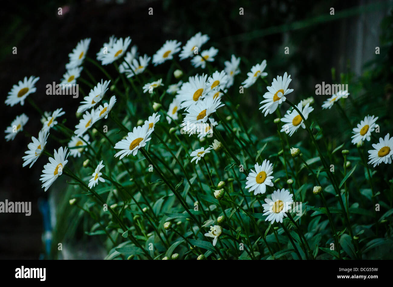 Punto di Daisy al sole Foto Stock