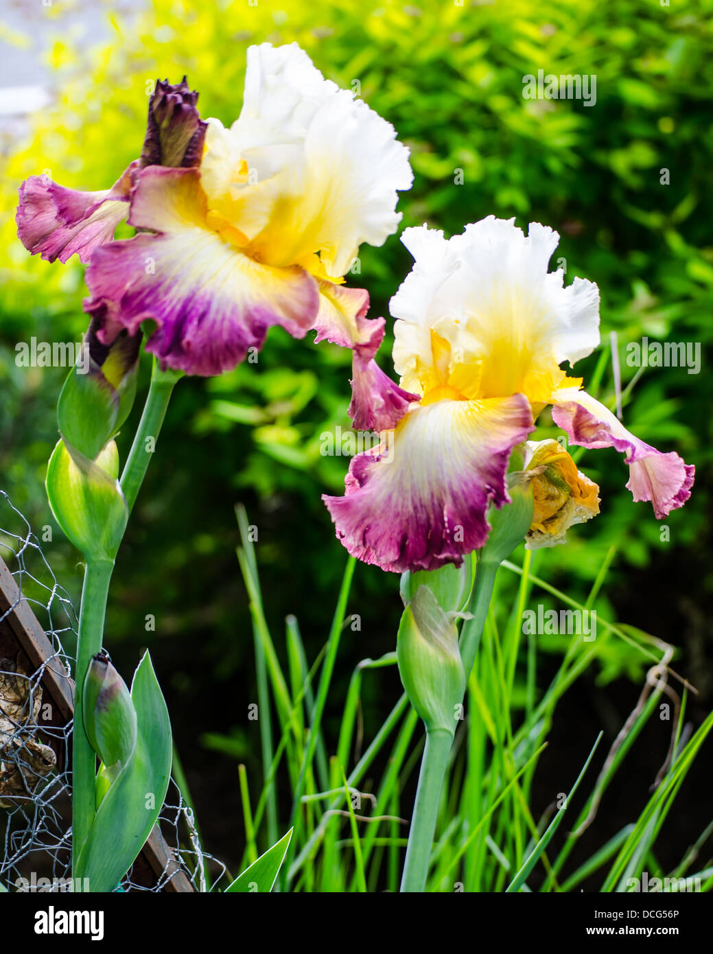 Iris fiori perenni Foto Stock