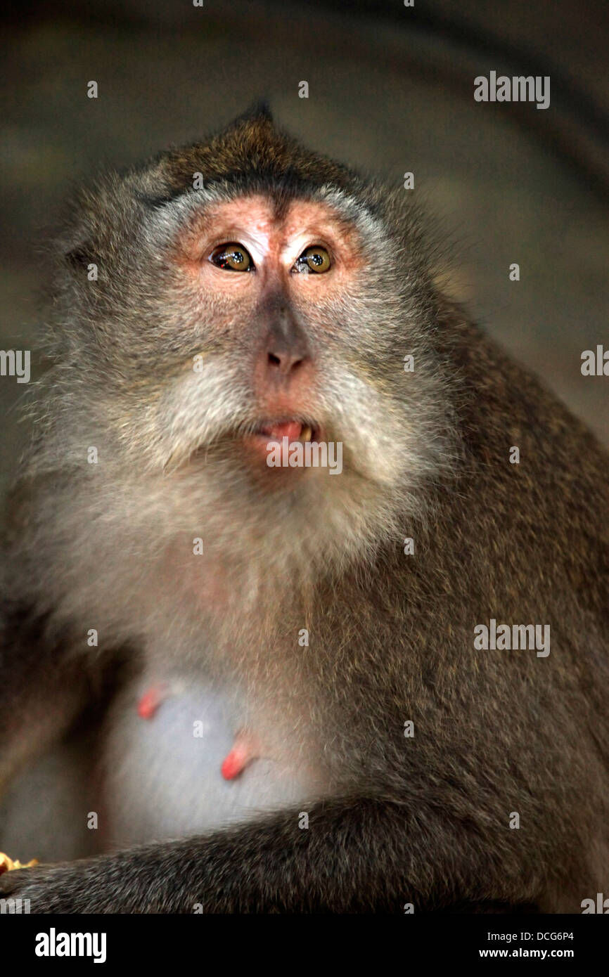 Ritratto di scimmia Foto Stock
