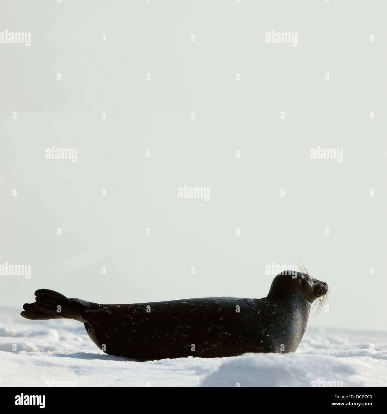Il Ladoga tenuta su ghiaccio. Foto Stock