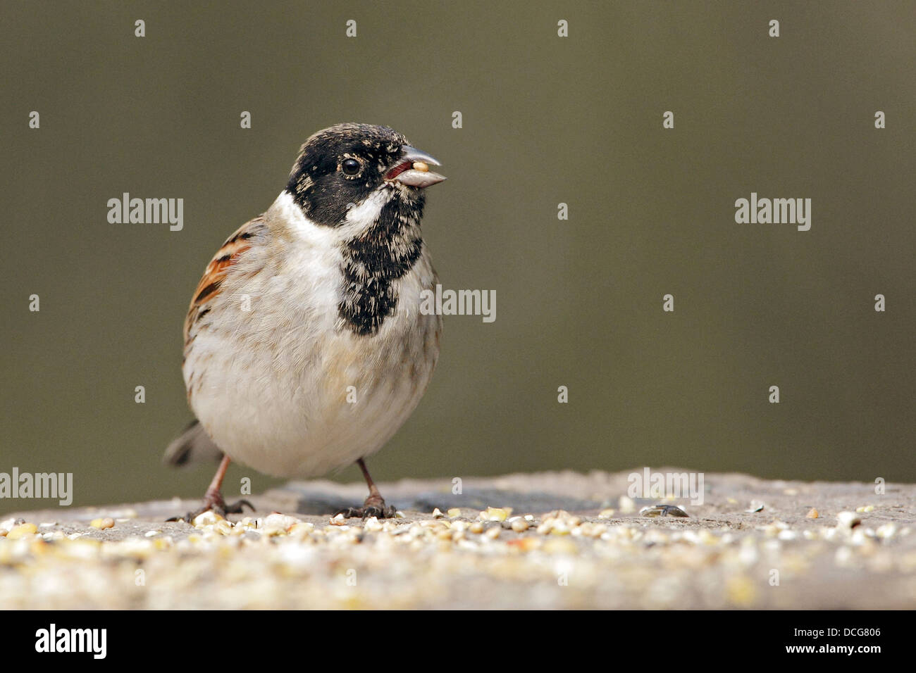 Un maschio di Reed Bunting (Emberiza schoeniclus) alimentazione sulle sementi. Foto Stock