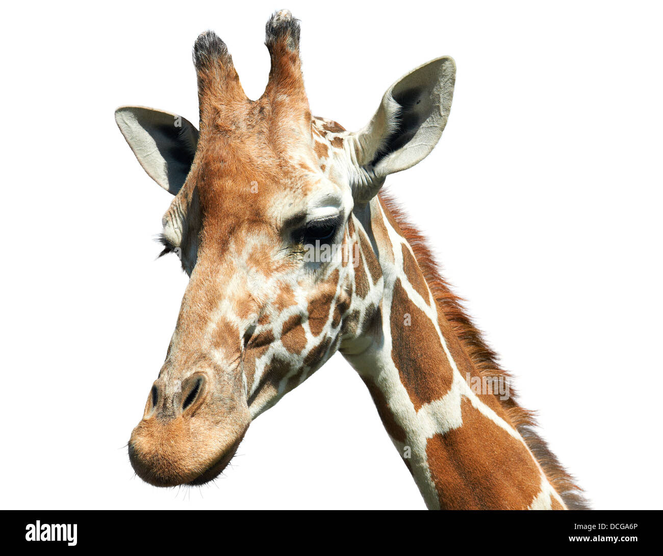 Ritratto di giraffe (Giraffa camelopardalis) isolato su bianco Foto Stock