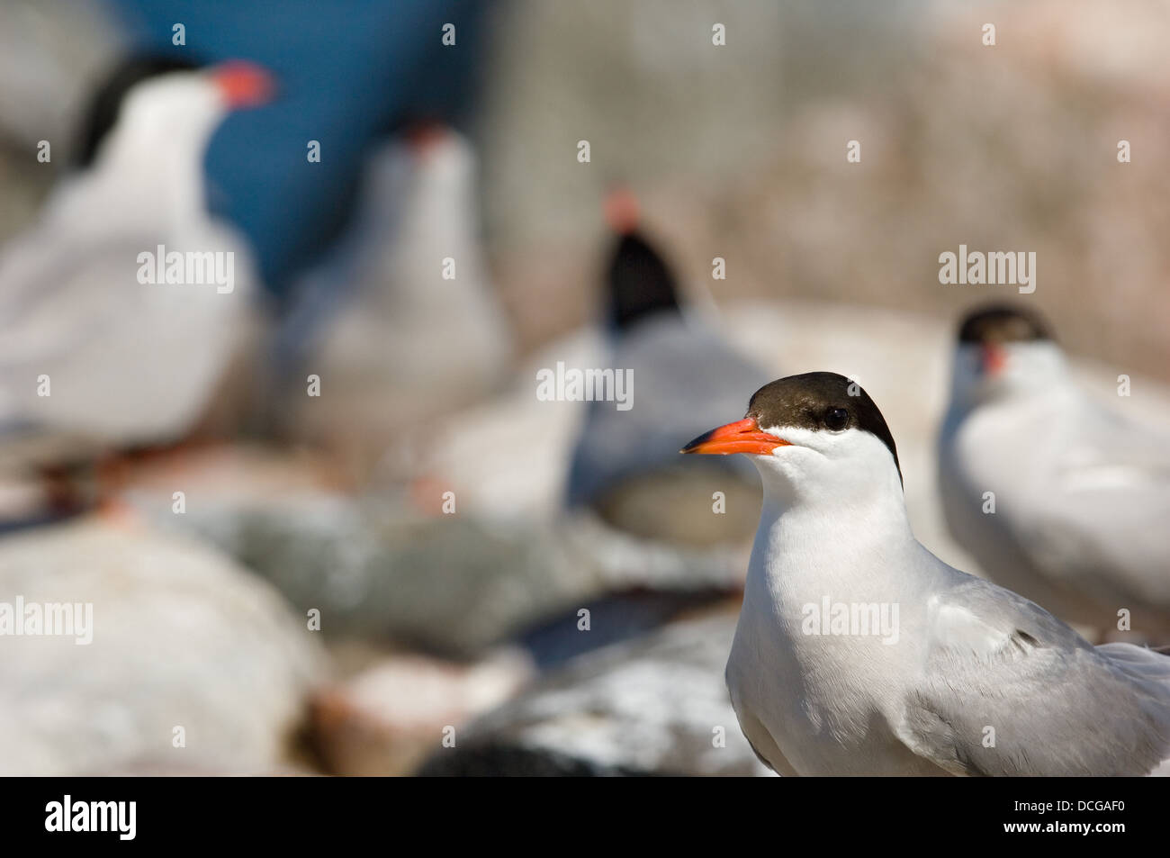 L'uccello di mercato. Foto Stock