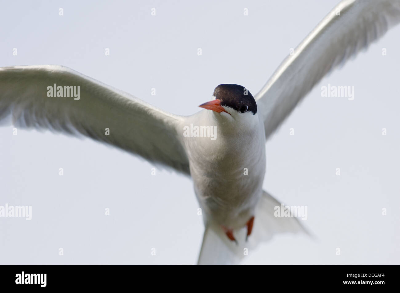 Sterna in fligt. Foto Stock