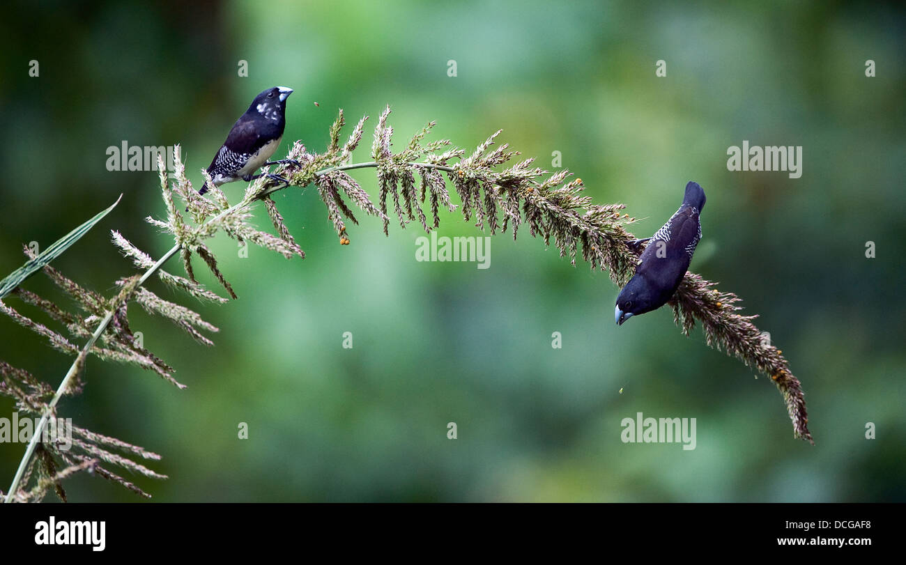 Due uccelli mangiano i semi. Foto Stock