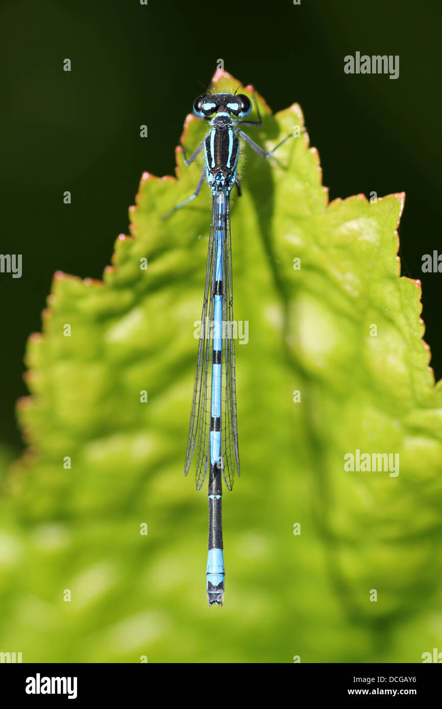 Vista superiore del Comune Damselfly blu Enallagma cyathigerum Foto Stock