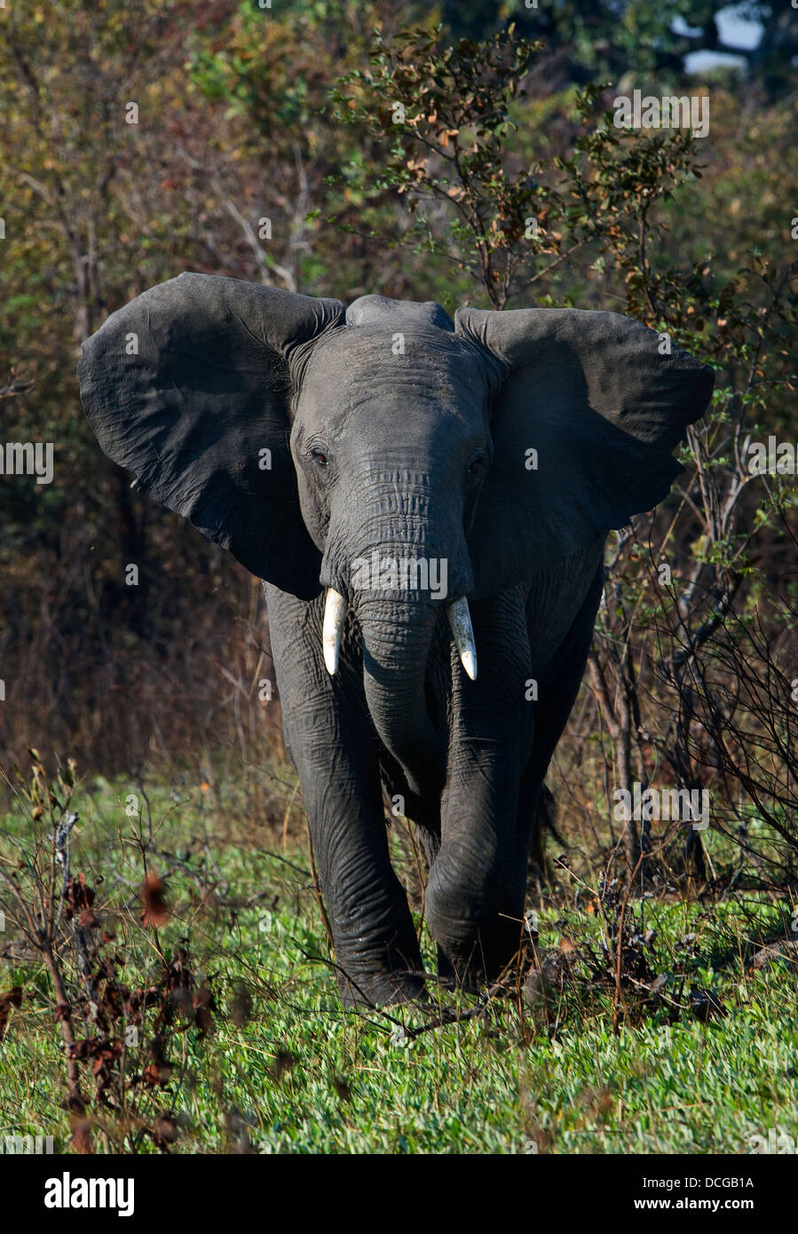 L'elefante infastidito. Foto Stock