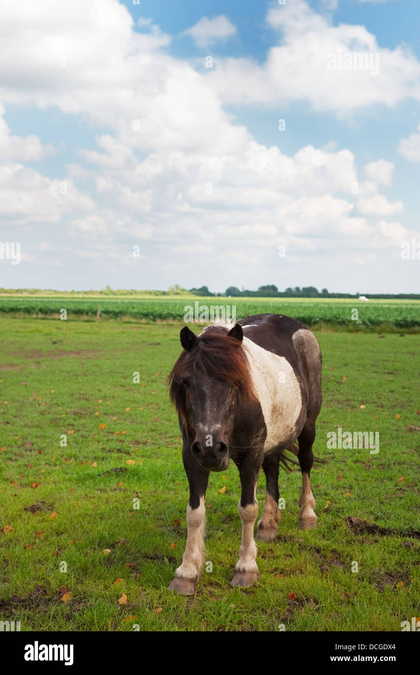 Brown White Horse Foto Stock
