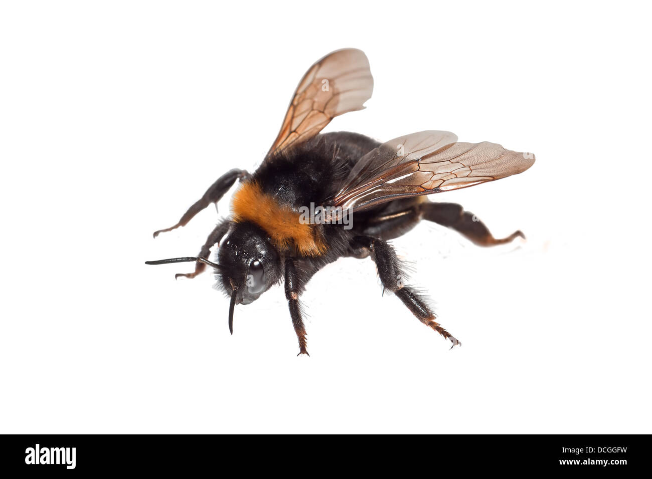 Bumble Bee isolato Foto Stock