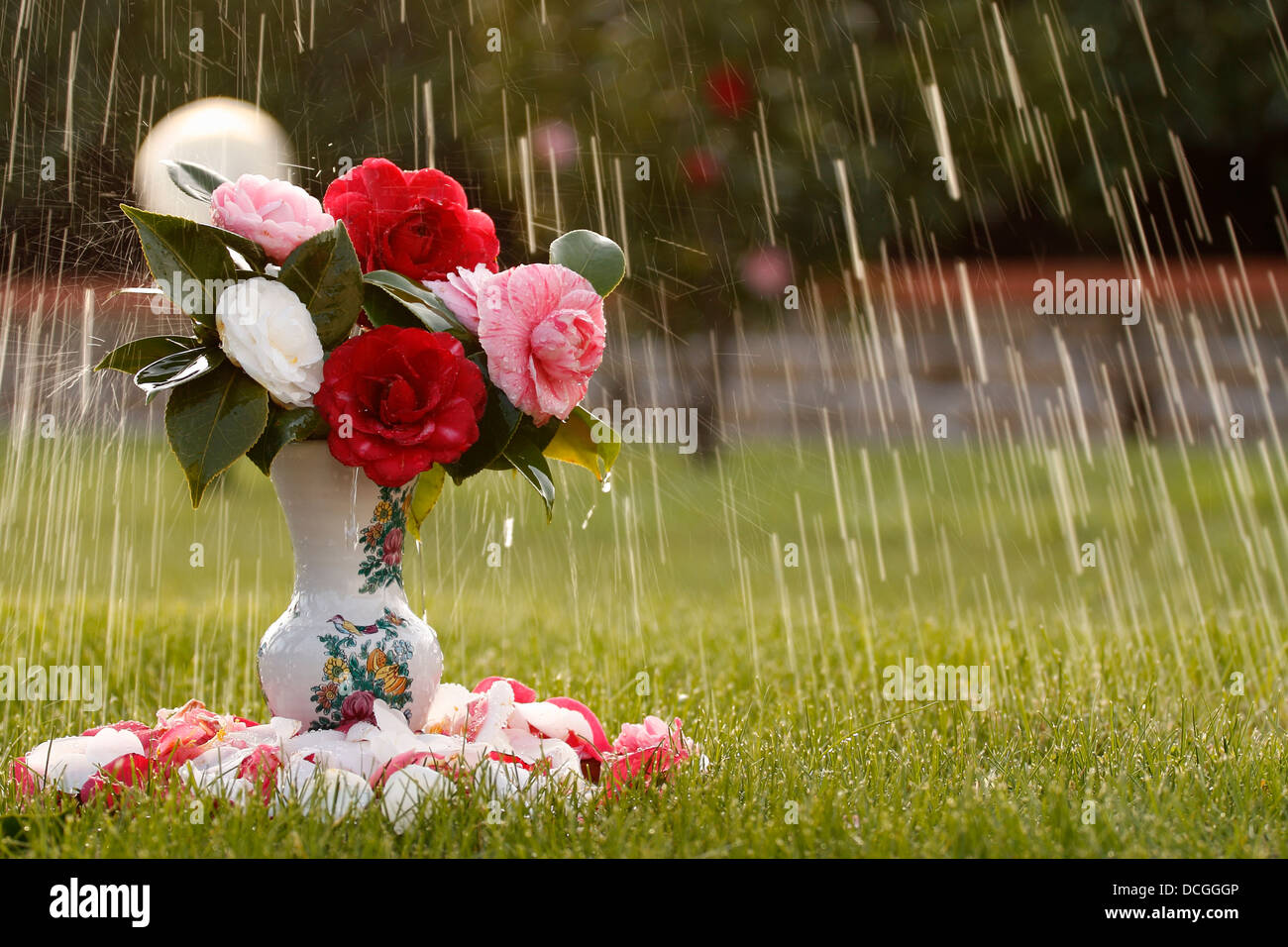 Un vaso di fiori di camelia sotto la pioggia. Foto Stock