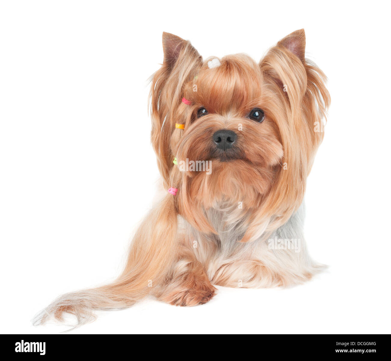 Yorkshire Terrier con lunghi arricciamento dei capelli isolato su bianco Foto Stock