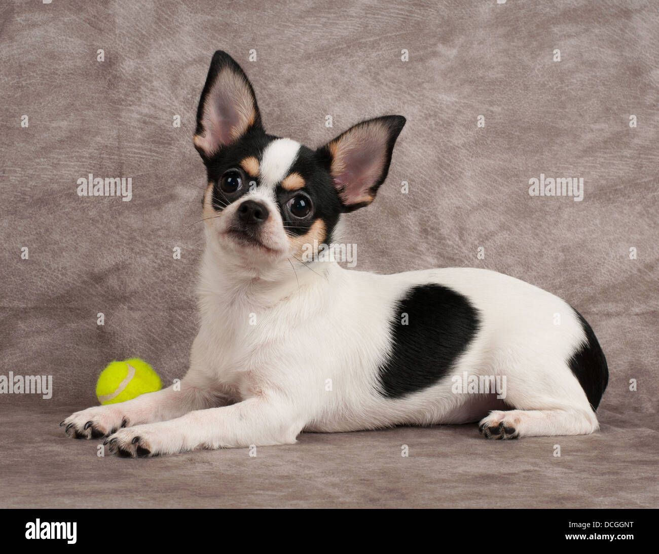 Chihuahua e sfera di colore giallo su sfondo tessili Foto Stock