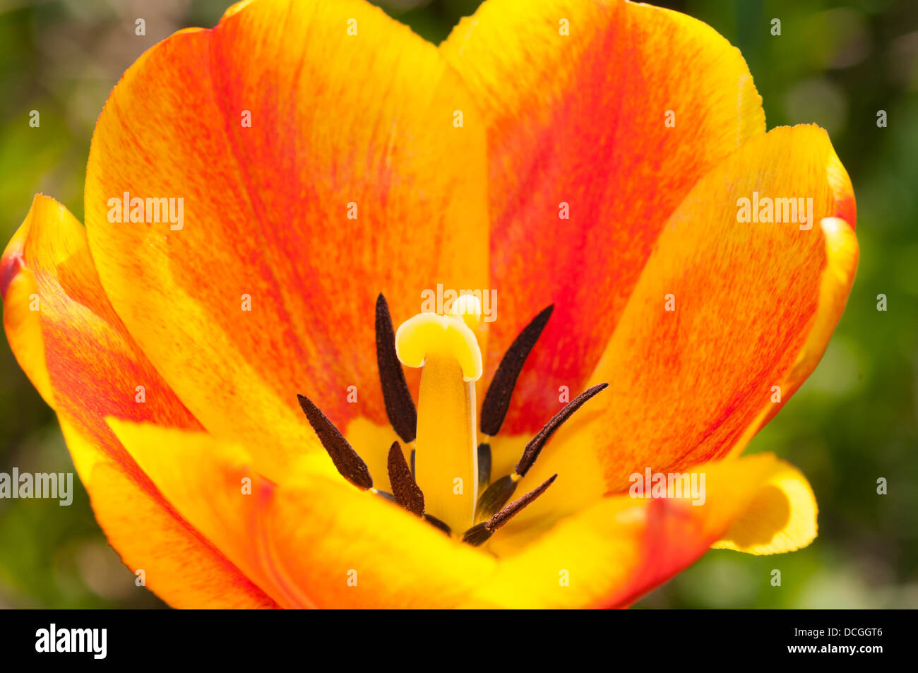 Primo piano del rosso e del tulipano giallo su sfondo verde Foto Stock