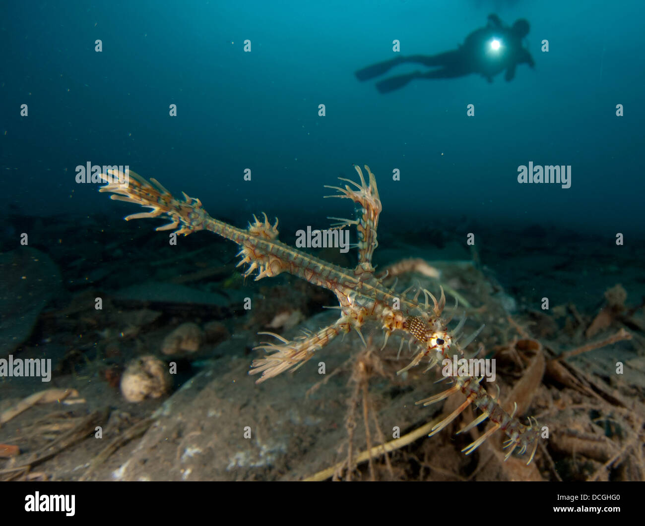 Ornate ghost pipefish tra detriti e rifiuti, Gorontalo, Indonesia. Foto Stock