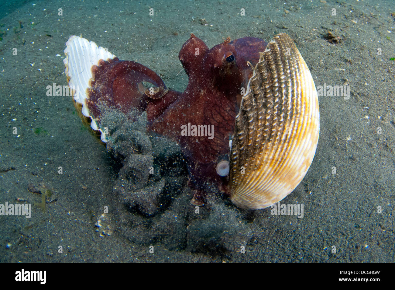 Una noce di cocco Octopus, Lembeh strait, Sulawesi, Indonesia. Foto Stock