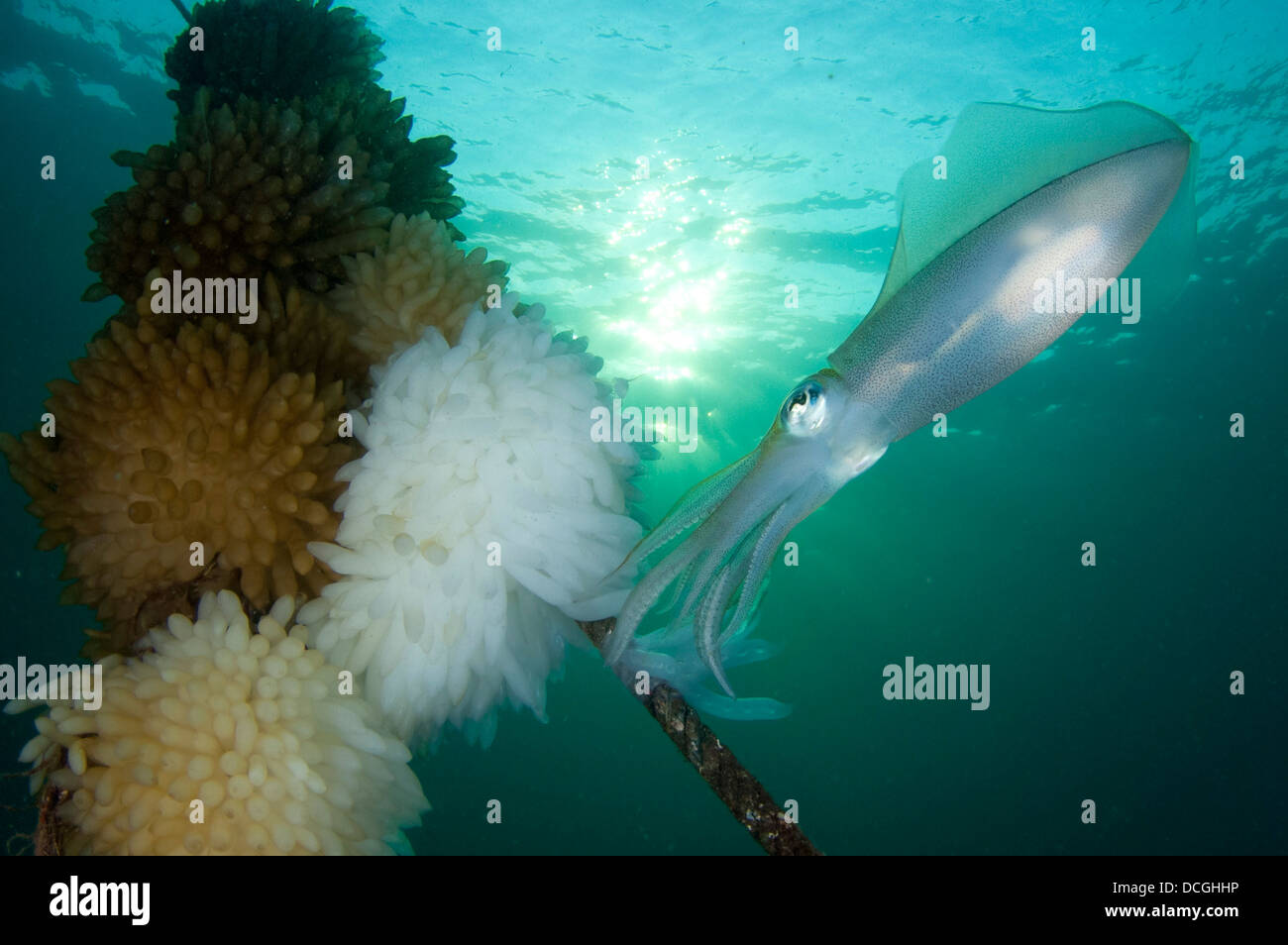 Reef Bigfin squid tendendo le uova lungo una linea di boa, Lembeh strait, Indonesia Foto Stock